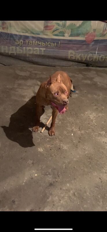 Продажа собак: Питбуль, 1 год, Самец, С прививкой — 7