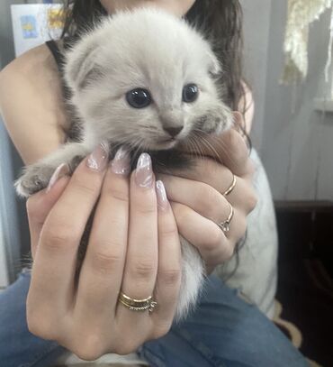 скотиш фолд шотланская вислоухая 1 месяц деврчка серый: Кошка даром: Скотиш Фолд (Шотландская вислоухая), 1 месяц, Девочка, Метис, Проглистована