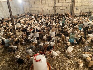 Akvariumlar: Toyuq cücələri, Damazlıq, Ödənişli çatdırılma