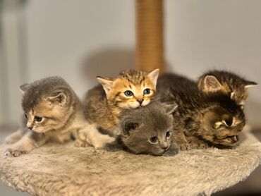 кошка шотландская вислоухая цена: 🐾 Шотландские вислоухие (Скотиш Фолд) котята — нежные комочки счастья