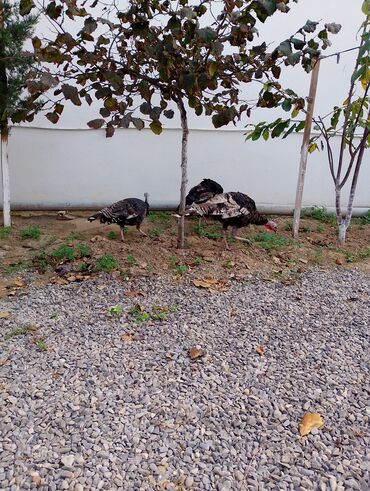 Cücələr: Hinduşka cücələri, Damazlıq — 18