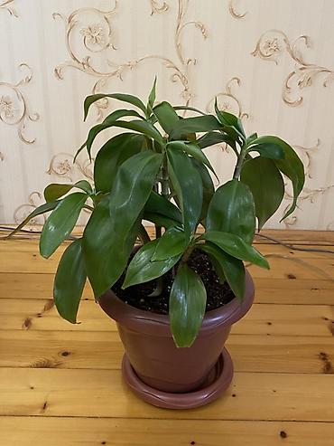 agac satisi baki: Dracaena fragrans (Corn Plant) – dekorativ otaq bitkisi - Bitki — 1