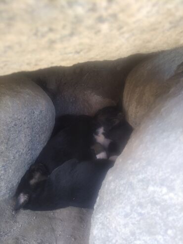 маленькие собаки: Отдам щенков в хорошие руки живут в жутких условиях под камнем