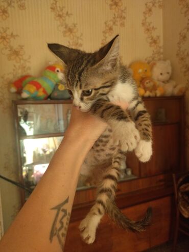 русская маскарадная кошка: Котёнок тигрового окраса с белыми носочками и грудкой