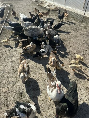 Ördəklər: Salam Aleykum Satılır Ördək Qaz Ördək Cücəsi Toyoq 36 Ədəd Lal Ördək — 36