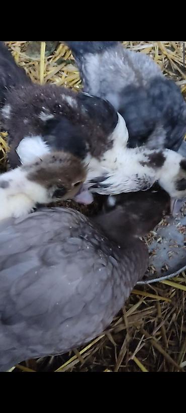 lal ordək balaları: 1 Ay yarımlıq lal ördək balaları satılır
ünvan:şəki çatdırılma var — 4