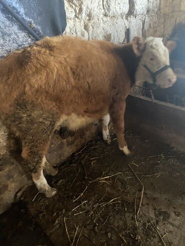 Коровы, быки: Продаю | Музоо, торпок | Полукровка | На откорм | Привязанные — 4