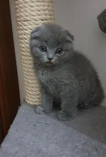 котята шотланские: Шотландский вислоухий котёнок, окрас голубой (плюшевый серый) — 2