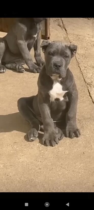 İtlər: Kane-Korso, 1 ay, Sənədli, Rayonlara çatdırılma, Ünvandan götürmə, Pulsuz çatdırılma — 22