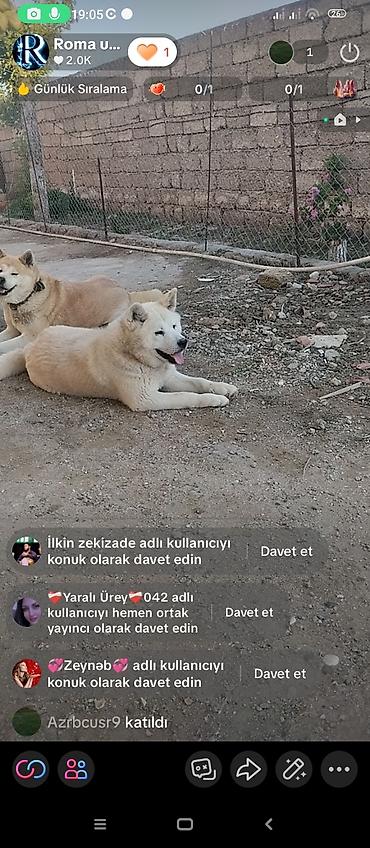 qurd basar iti: Akita-inu, 10 ay, Peyvəndli, Ünvandan götürmə — 5