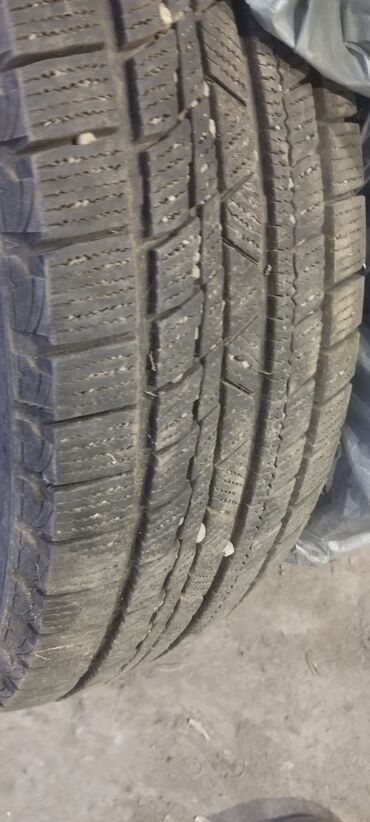шины бу бишкек оптом: Шины 195 / 65 / R 15, Зима, Б/у, Комплект, Легковые, Китай, Windforce at lalafo.kg шины бу бишкек оптом: Шины 195 / 65 / R 15, Зима, Б/у, Комплект, Легковые, Китай, Windforce