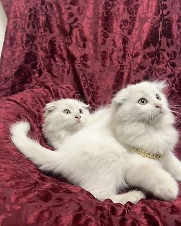 шотландский котята: Скотиш Фолд (Шотландская вислоухая), 2 месяца, Мальчик, Белый, Приучена к лотку — 2
