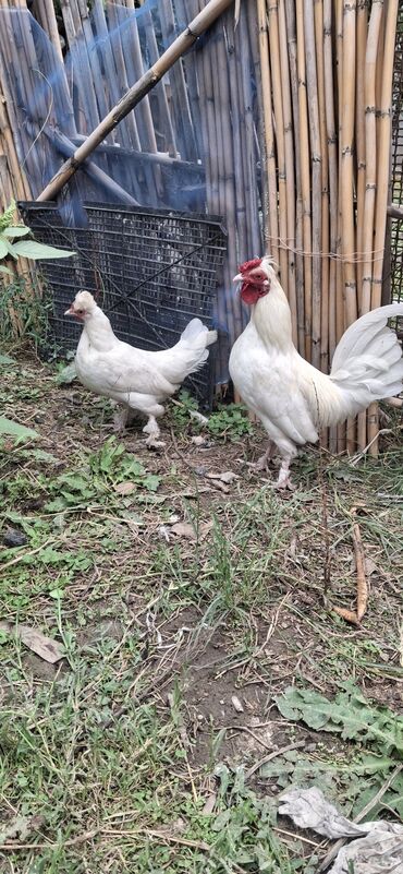 Balıqlar: Toyuq, Damazlıq, Ünvandan götürmə, Pulsuz çatdırılma, Ödənişli çatdırılma