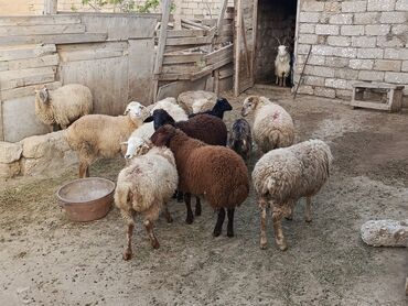 Quzu, Erkək, Qala, ay: 1, 22 kq, Ətlik, Damazlıq, Ünvandan götürmə