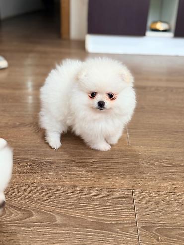 İtlər: Şpitz, 2 ay — 1