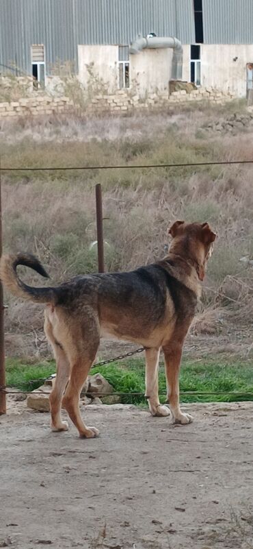 İtlər: Qurdbasar, 2 il, Erkek, Peyvəndli, Ödənişli çatdırılma — 15