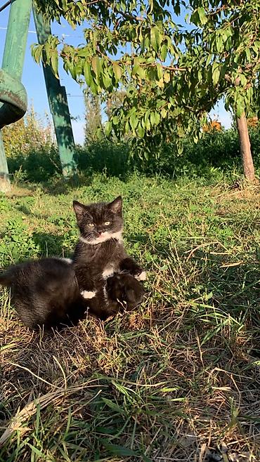 Отдам даром кошку: 2 месяца, Девочка — 3