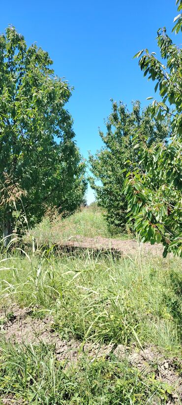 dübəndi torpaq satılır: 300 соток, Для сельского хозяйства, Собственник, Купчая