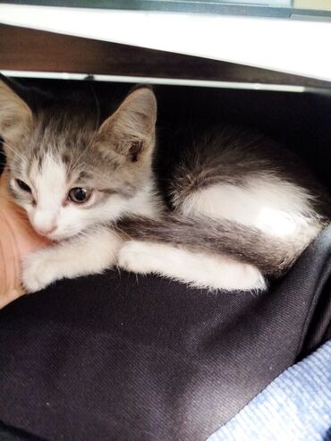 скоттиш страйт шотландская прямоухая кошка: Кошка даром: Беспородная, 1 месяц, Мальчик
