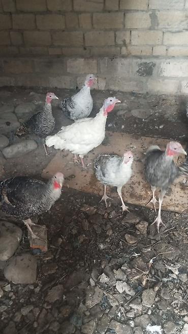 qaz şəkili: Hinduşka sürüsü satılır. - Növ: ev quşu – hinduşka (qarışıq rənglər — 1