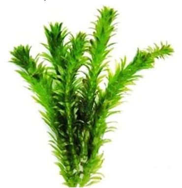 akvarium bitkiləri: Elodeya bitkisi. bala baliqlarin gizlənib böyüməsi üçün su bitkisi