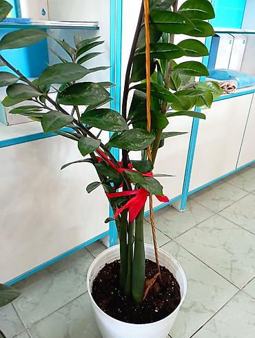 Бөлмө өсүмдүктөрү: 📣📣Распродажа!!!! Замиокулькас (долларовое дерево) в декоративном — 4