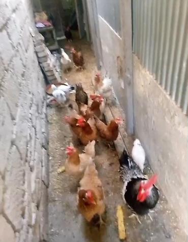 Toyuq, Yumurtalıq lalafo.az -da Toyuq, Yumurtalıq