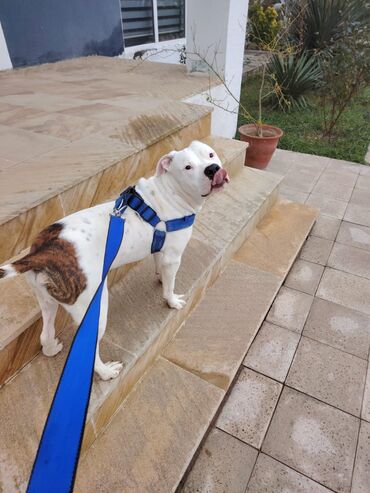 İtlər: Pitbul, 1 il, Erkek, Sənədli, Ödənişli çatdırılma