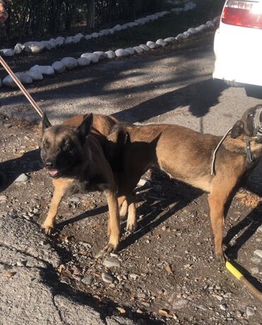 акустические системы triangle elara колонка в виде собак: Щенки породы малинуа (бельгийская овчарка) - На фото — родители