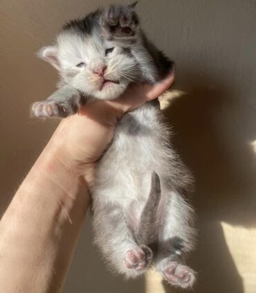 кошки мейкун: Предлагается котенок девочка мей-куна.Дата рождения 01.05.2025 .От
