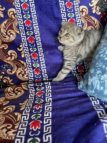 кошки скотиш фолд: Шотландские вислоухие котята (Scottish Fold) - Порода: шотландская — 6