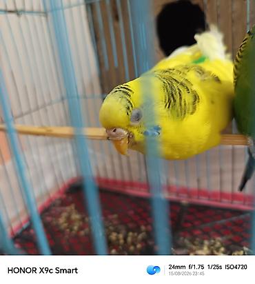 Dalğalı tutuquşu (budgerigar) – sarı-yaşıl rəng çaları, qara naxışlı lalafo.az -da Dalğalı tutuquşu (budgerigar) – sarı-yaşıl rəng çaları, qara naxışlı
