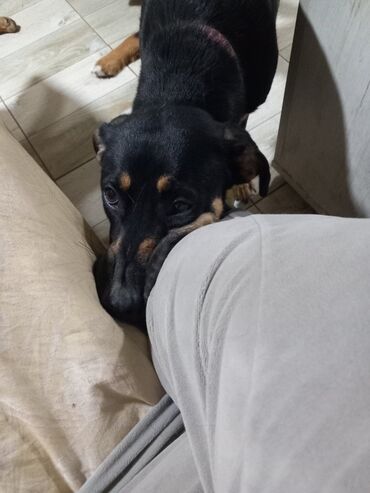 kreveti za kucne ljubimce: 🐾 HITNO TRAŽI DOM – LEPOSAVA, HEROINA IZ MIRIJEVA! 🐾 Leposava je