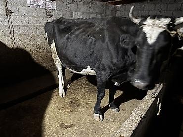продам лотки для яиц бу: Продаю | Корова (самка) | Для молока | Привязанные — 2