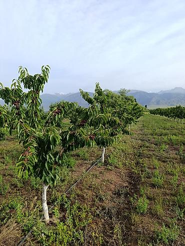 Продажа участков: 80 соток, Для сельского хозяйства, Договор купли-продажи — 10