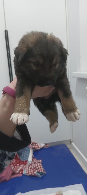 Отдам даром собаку: Собака даром: 1 месяц, Самец — 5