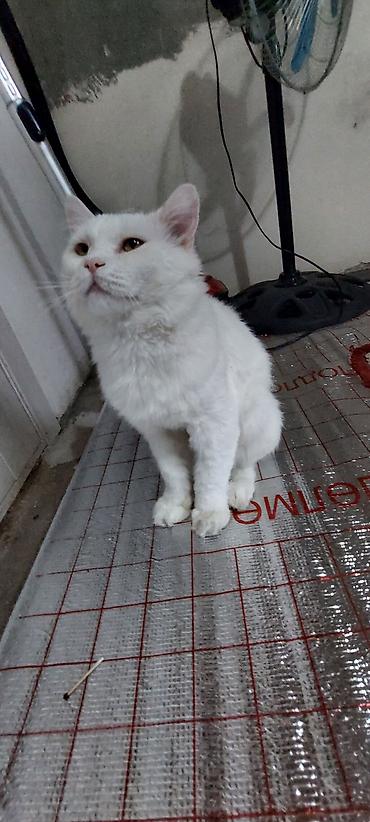 кошка породистые: Белый домашний кот - Окрас: полностью белый, без пятен - Шерсть — 1