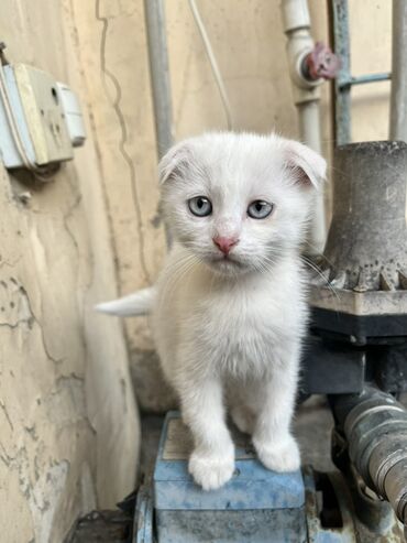 Gəmiricilər: Şotland yastı qulaq, Dişi
