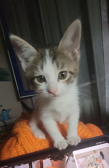 ищу котят: Отдам в добрые руки! Котята домашние. К лотку приучены, в еде не — 8