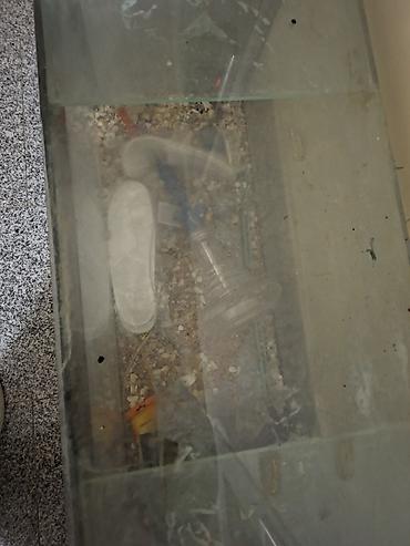 heyvan bazari: Dördbucaq akvarium, Boş, 100 l — 3