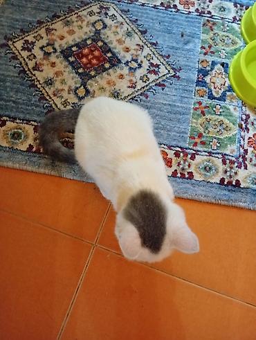 heyvanlar pisik: Котенок отдается в добрые руки, была спасена от собаки. добрая и — 4