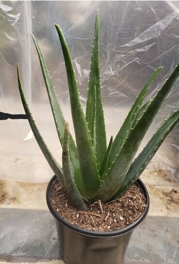 Digər bitkilər: Aloe vera bitkisi satilir