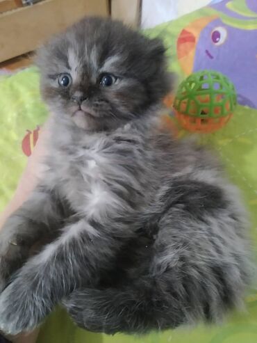 русская голубая кошка котята: В продаже шотландские котята, возраст 2 месяца