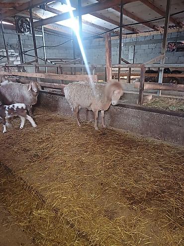 Баран, овца: Продаю | Овца (самка) | Арашан | Для разведения at lalafo.kg — 11 Баран, овца: Продаю | Овца (самка) | Арашан | Для разведения — 11