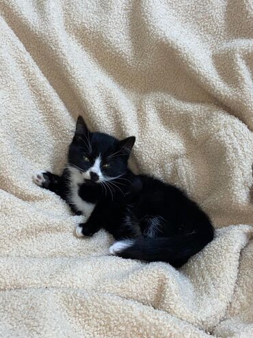 отдам кота в добрые руки: Отдам в добрые руки двух маленьких котят Возраст около 2 месяца