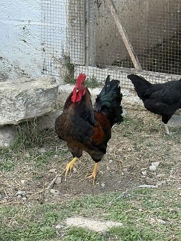 hind quslari: Məhsul: Qara-lələklı, gümüşi yaxalı toyuq cinsi xoruz Xüsusiyyətlər — 10