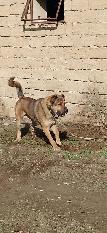 İtlər: Qurdbasar, 1 il, Erkek, Peyvəndli -da lalafo.az — 4 İtlər: Qurdbasar, 1 il, Erkek, Peyvəndli — 4