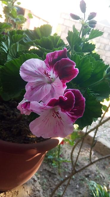 çiçəklər: Qabda əkilmiş ətirli geranium (pelargonium) – bənövşəyi-bordo və açıq — 1