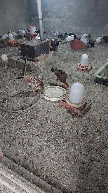 dekorativ toyuq: Toyuq cücələri, Damazlıq, Ödənişli çatdırılma — 4