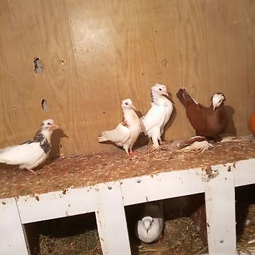 Göyərçinlər: Ağ baş göyerçin mayadi tək o 30 manatdi 3 balası balaların biri 10 — 2